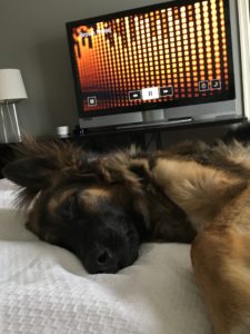 Dog falls asleep to Brown Noise with the White Noise Apple TV app