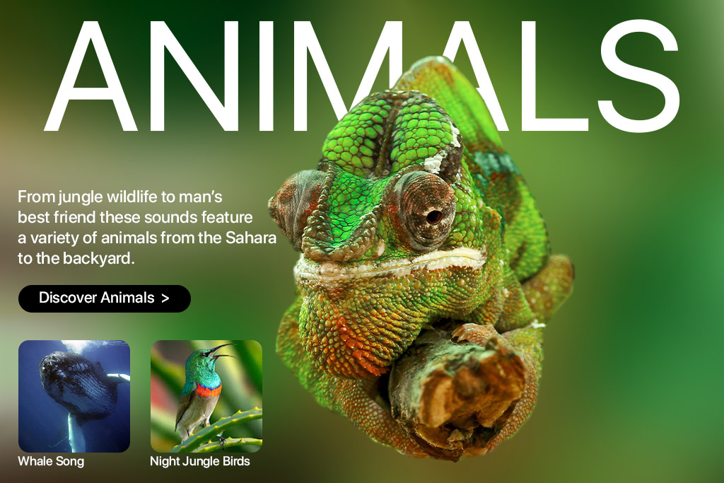 Animal Sounds