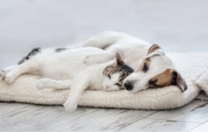 dog and cat napping on a pet bed