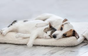 dog and cat napping on a pet bed
